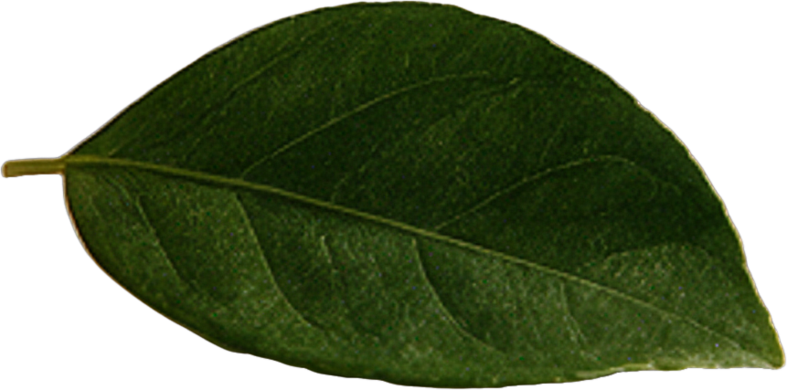 Leaf